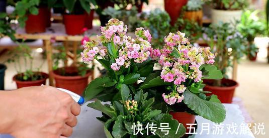 花卉|用酵母粉养花,让花卉长得更加茂盛,叶子也更加有光泽