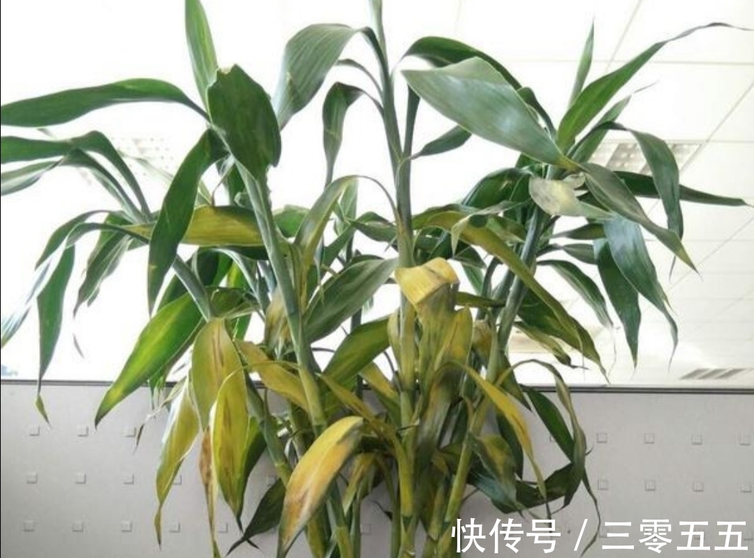 富贵竹叶子发黄，不要扔掉，简单处理后，还能再次长得繁茂