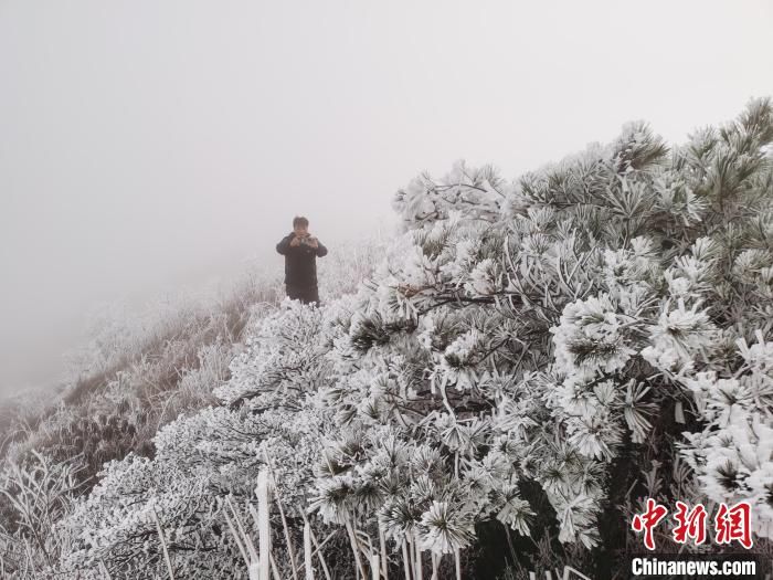 福安|福建宁德世界地质公园现雾凇冰挂 银装素裹引游人