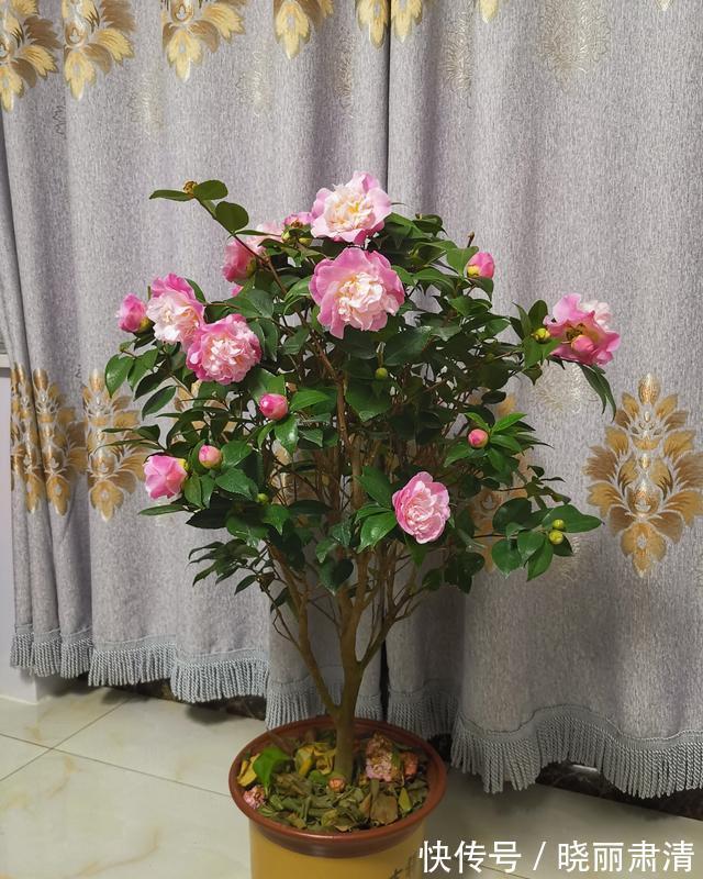 5种“香水花”,如果你喜欢香水味,肯定会迷上它们,太香了