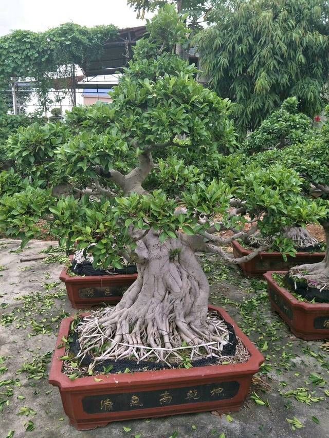 榕树盆景怎么养到根冒枝壮造型美，盆景大咖常用的3种方法