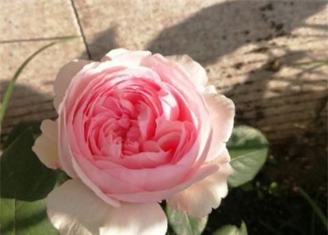 月季|养月季,用土方法,窜出新芽,枝繁叶茂开花多