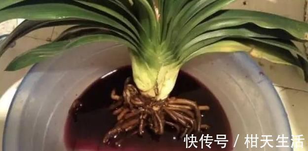 水培|君子兰不开花还总是烂根教你一招，君子兰从此长不停