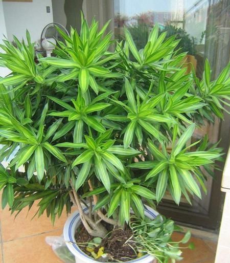 杜鹃花科|在家养4种大型观叶绿植,把家里变成天然氧吧,大大提升空气质量