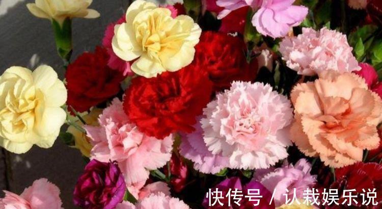 玫瑰花|超好养的“4种花”,越不浇水越爆盆,越养越上瘾,你养了吗?