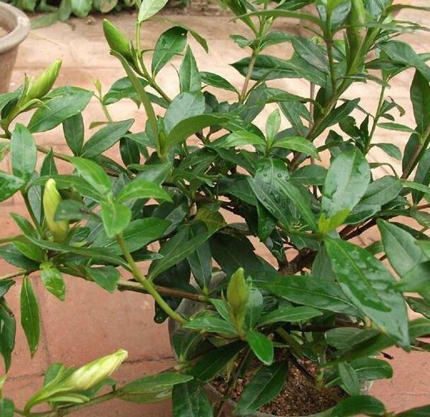 养护|秋天3种花,千万不要买,买了难养活,白白浪费钱