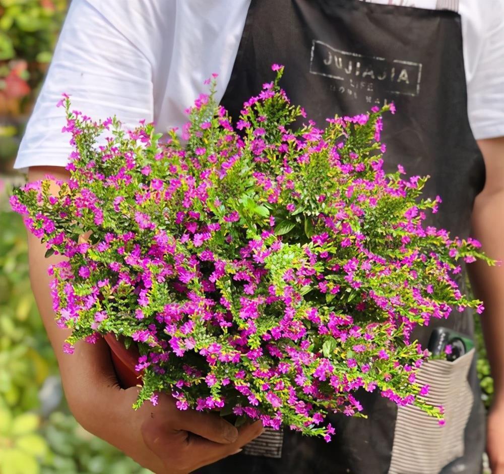 高温40度,6种花“尽情晒”,越晒越开花,密密匝匝一大盆,漂亮