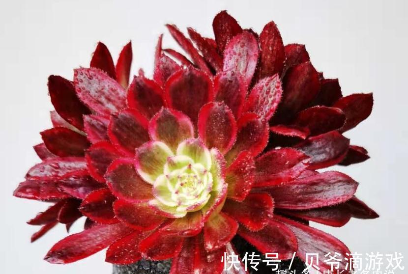 成功率|法师多肉可以叶插,只是成功率“感人”,成活之后还不能过早上盆