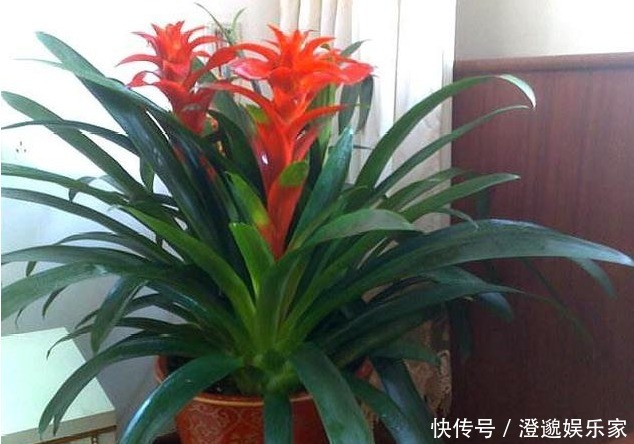 金边虎尾兰|什么发财树、君子兰都不如“3种花”，好养易活，养人又旺财