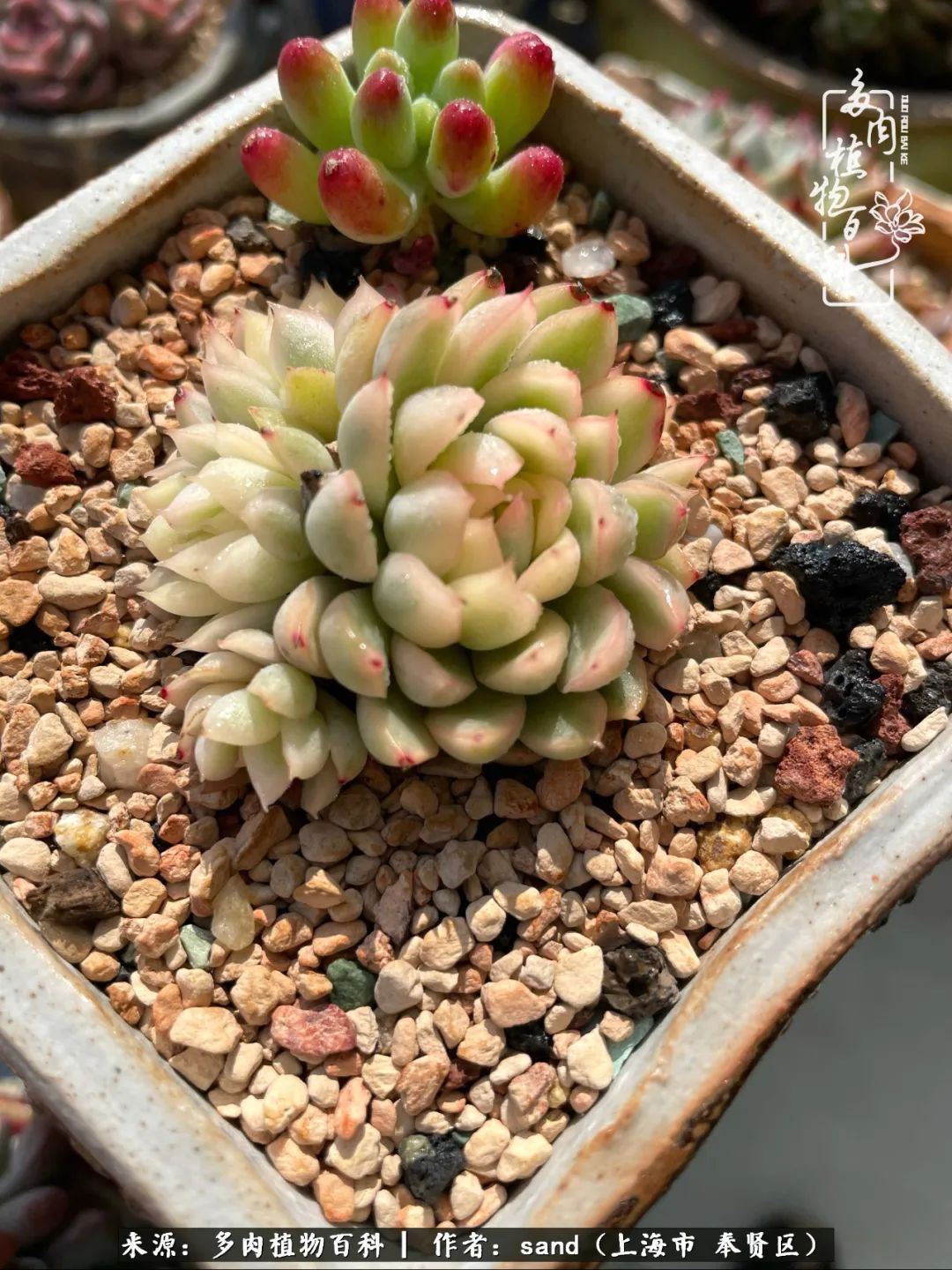 带着200多盆多肉，三个月搬两次家，是一种怎样的体验