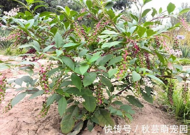 爱美之心|农村一稀罕野草,形似苋菜,根似人参,民间称它为“见肿消”