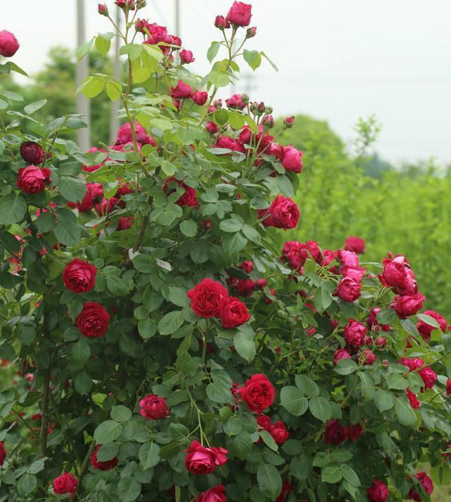 耐寒|全年开花,花美又香甜,花量巨大,好养的盆栽,耐寒耐热不生病