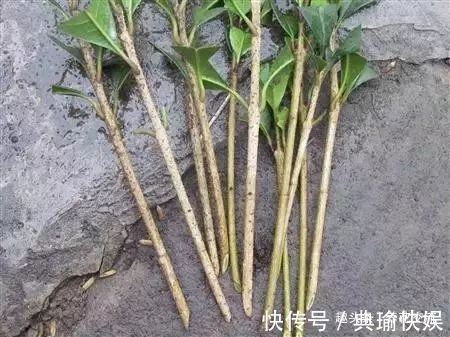 春末夏初特适合植物扦插繁殖,剪下来的枝条快速生根的方法