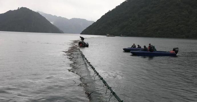 泄洪|新安江泄洪，有机鱼每天损失约100万斤，千岛湖胖头鱼会涨价吗