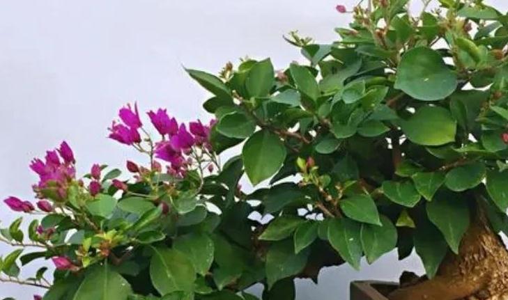 三角梅有6怕，做错了光长叶子不开花，避开了花开满枝