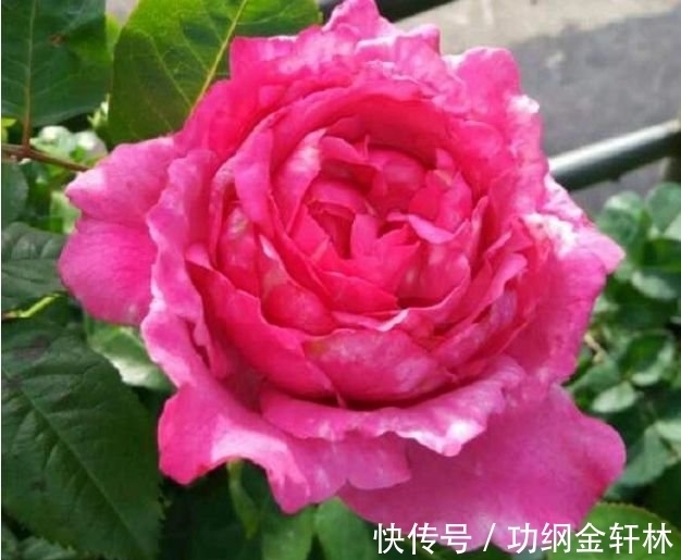 3种“漂亮又好养”的花,一开就是300多天,太好养