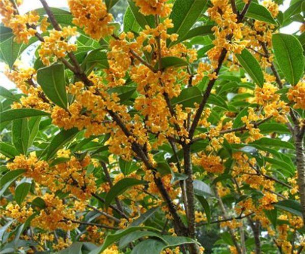 有钱人都养4种花，寓意好、观赏性强，养客厅旺财又养人！