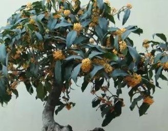 把“马齿苋树”养成了盆景”,长成了老桩,并且叶片四季常翠