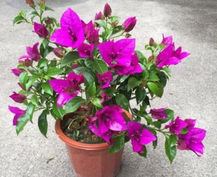 三角梅开花少“3段式”浇水法,配合2种水,开花多花期长
