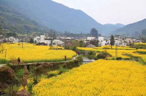 中国十大最美油菜花海