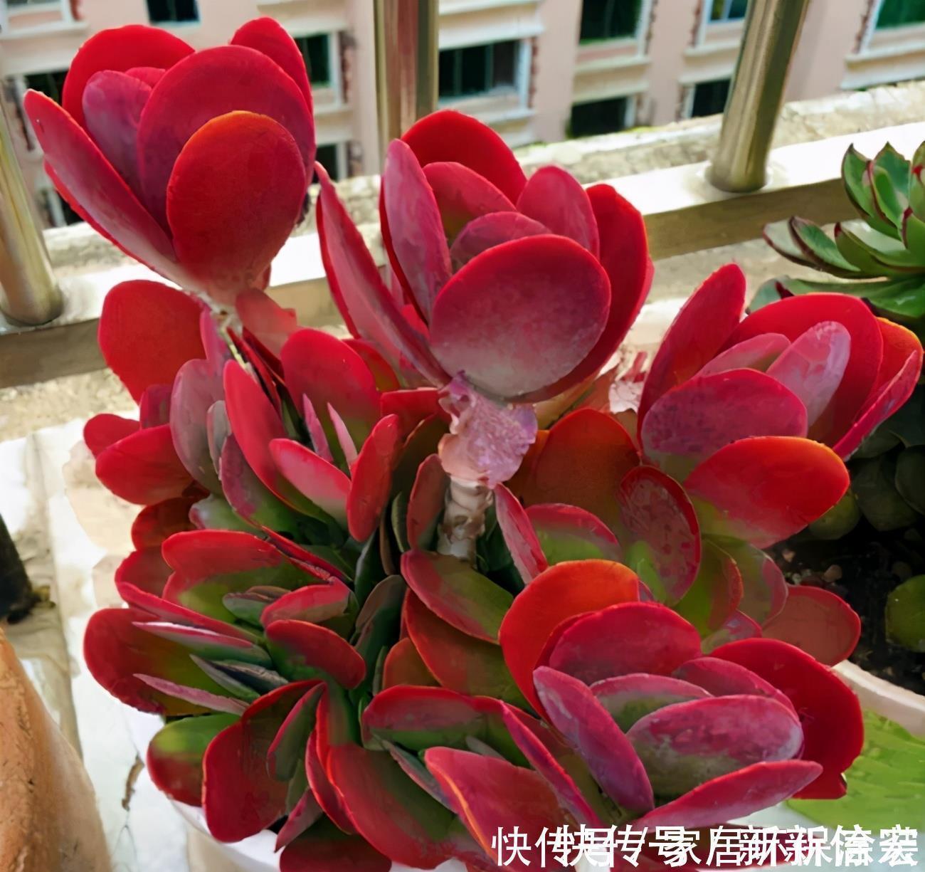 多肉|多肉唐印的变红小妙招，颜色鲜艳的秘密，分享给你
