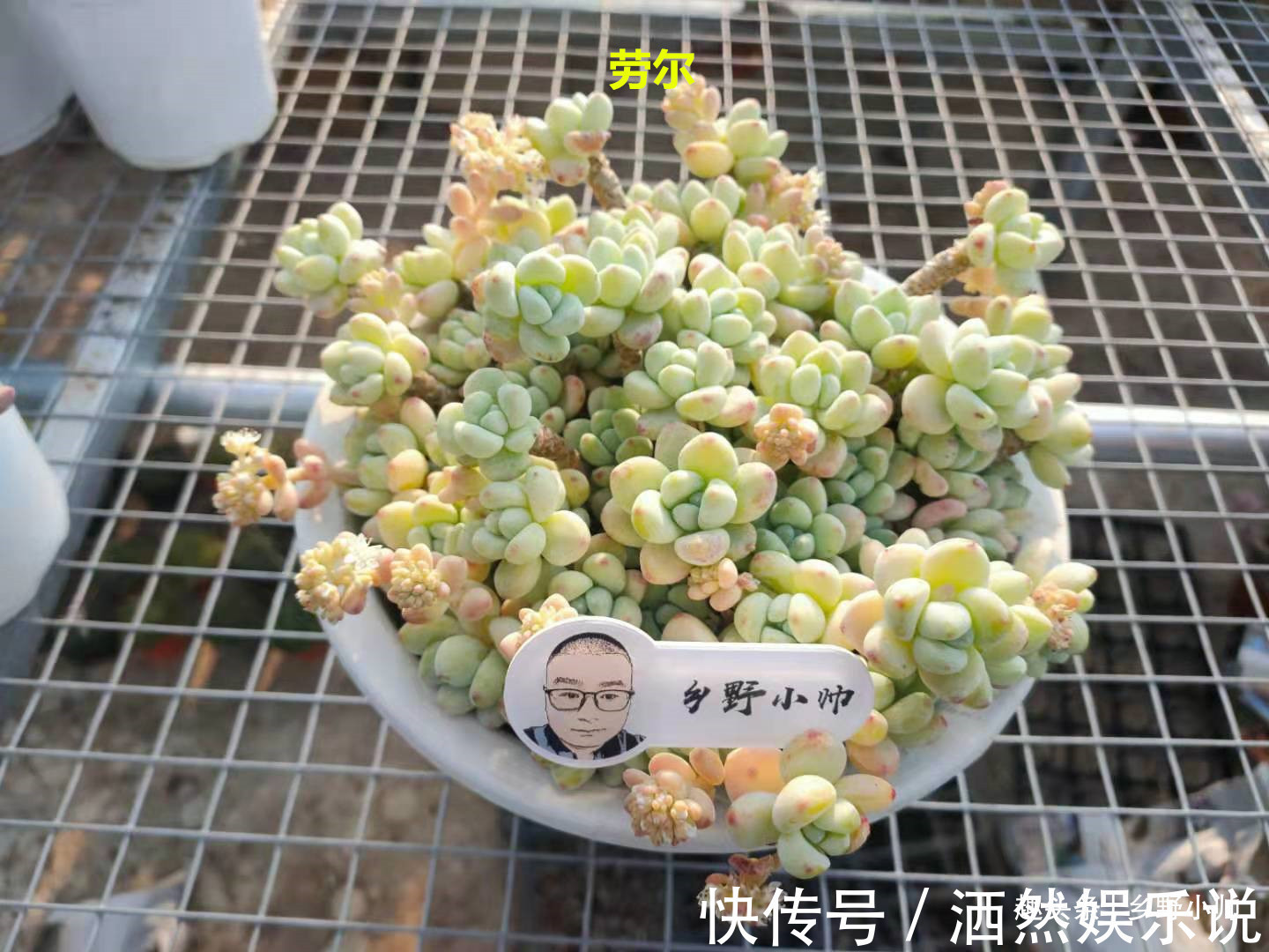 肉肉|多肉迟迟不长新根，有以下4个原因造成，看完长知识了