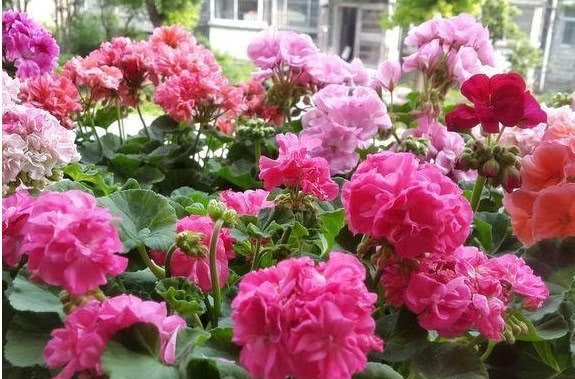 天竺葵如何养爆盆教你1招，花苞嗖嗖冒，轻松开成大花球！