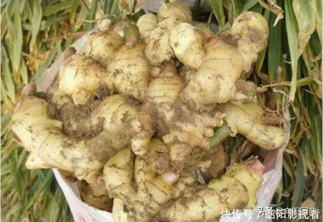 教你在家种生姜，掰个小姜芽，夏天埋土里，不出两个月长成山