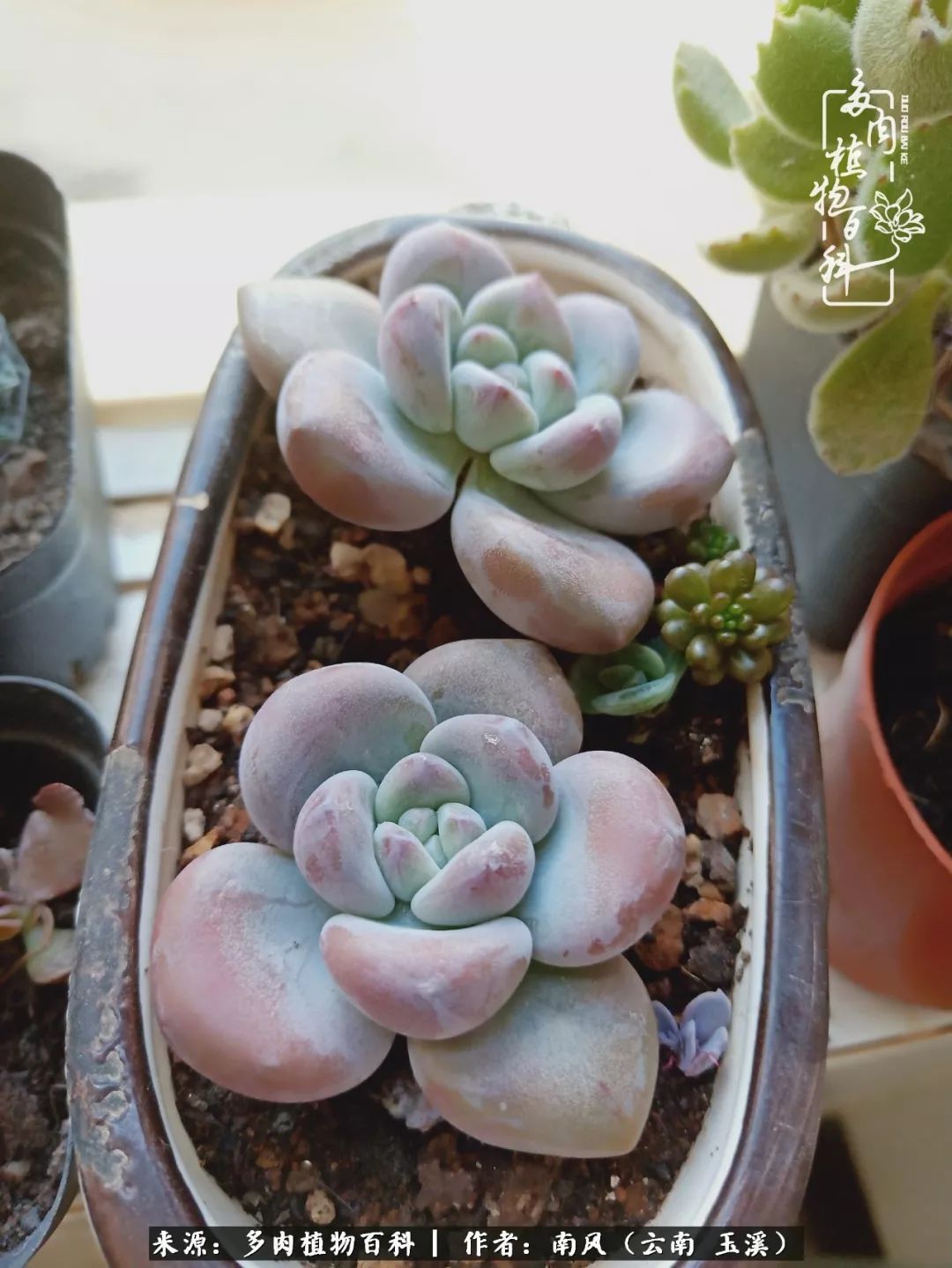 从小喜欢绿植,后来遇见多肉,情不知所起,那就再接再厉!