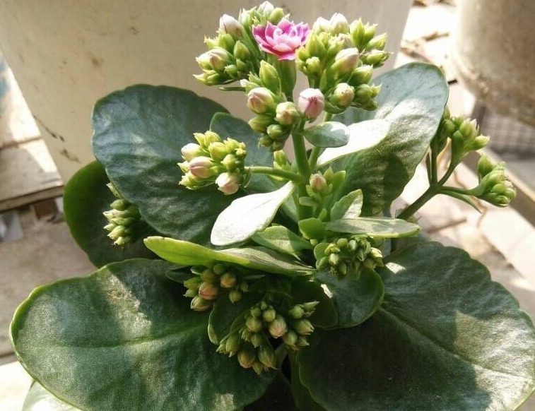 给长寿花浇一点这玩意,枝叶翠绿不发软,花苞满枝头!