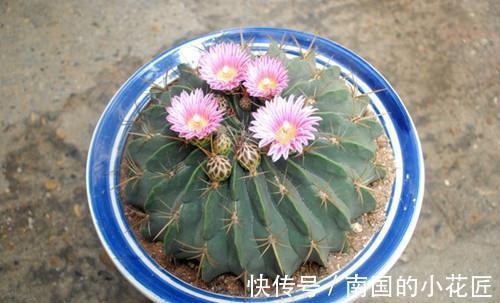 仙人球怎么只长小球不长花苞,要怎么养才会开花了