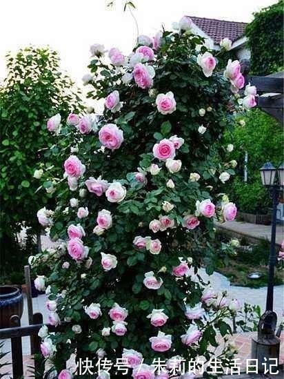 枝条|月季花迟迟不开花,看看枝条上有没有这种东西,发现一个剪一个!