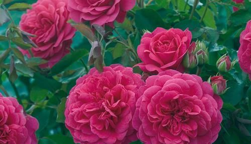  养护|超美艳的3种花，花朵又美又香，四季开花，养护简单，新手也能养