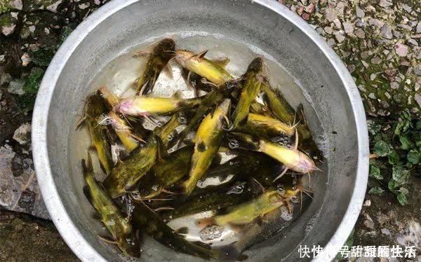 钓友|野生黄颡鱼不扎堆,试试这些打窝方法,可以聚鱼成群,提升效率