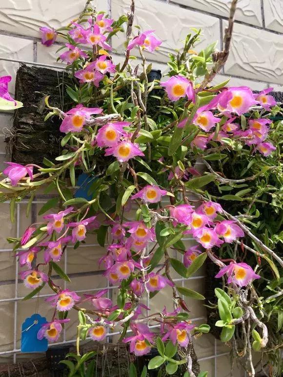 好看|还在养绿萝家里养盆“香香花”,好看好闻,清香四溢精神好!