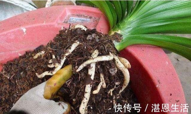 想要君子兰开花，有一个小方法，叶片蹭蹭长得快，花开的漂亮极了