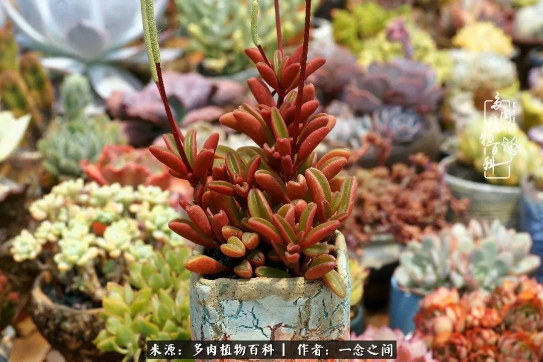 群友聊多肉没有最二只有更二,爆笑百科二群的二货二事!