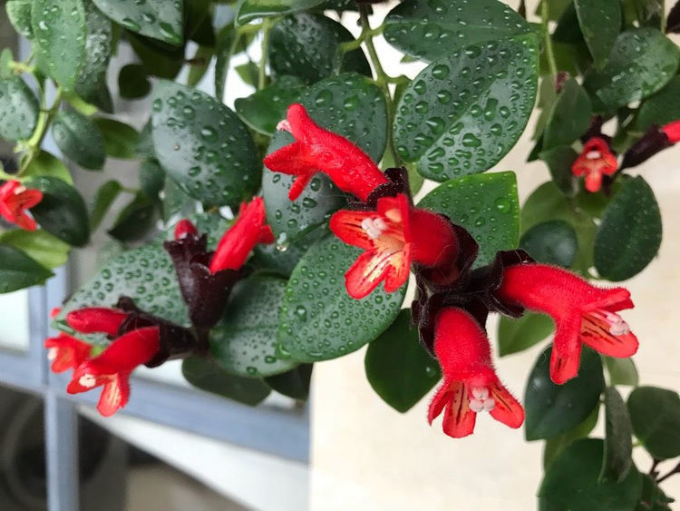 养花就养个花期长的,花大色艳,清新脱俗,懒人最爱