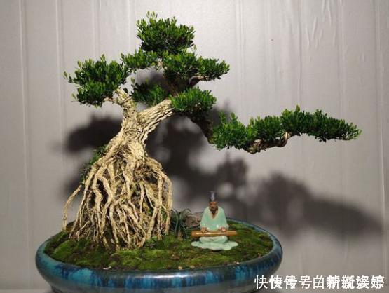 浇水|黄杨盆景爱黄叶,纠正2个“小动作”,快速养出高端大气盆景桩