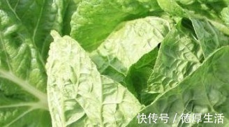 卷心菜|受到家家户户欢迎的卷心菜,以下四种人尽量少吃,最好不吃