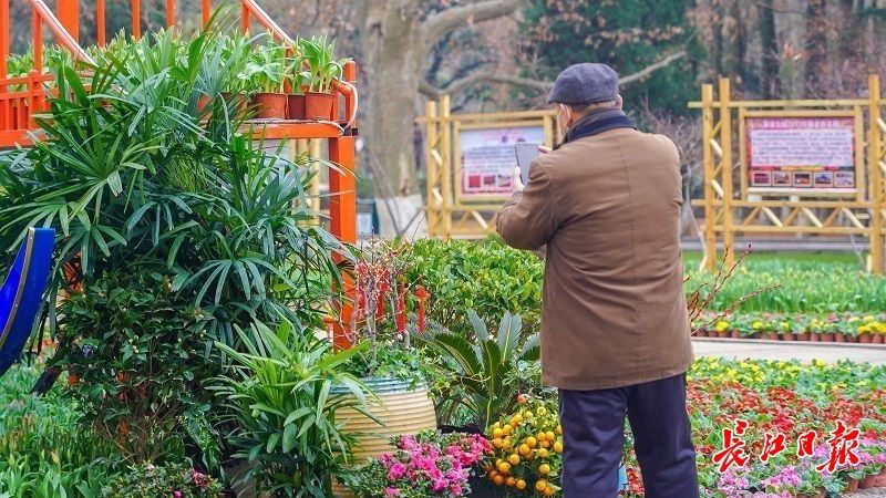 童趣|花漾过春节，快来解放公园赏18万株郁金香