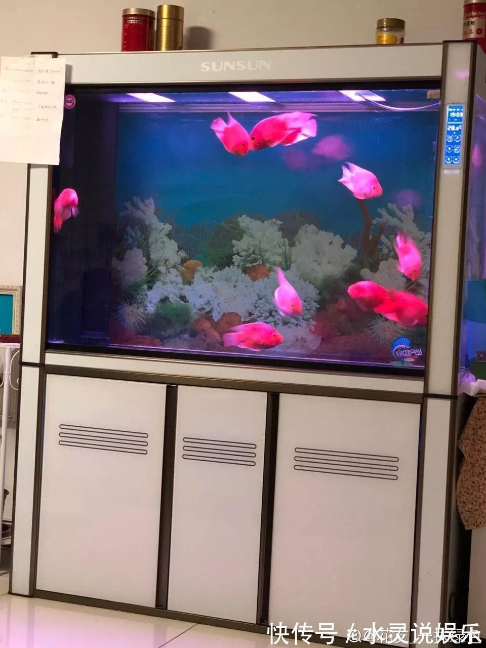 鱼缸|盆土硬成大疙瘩,浇点松土剂,立马软得像发糕!