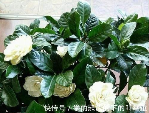 花卉|大爷种栀子花，从不施肥，一些“垃圾”全扔盆里，最后花开十几朵