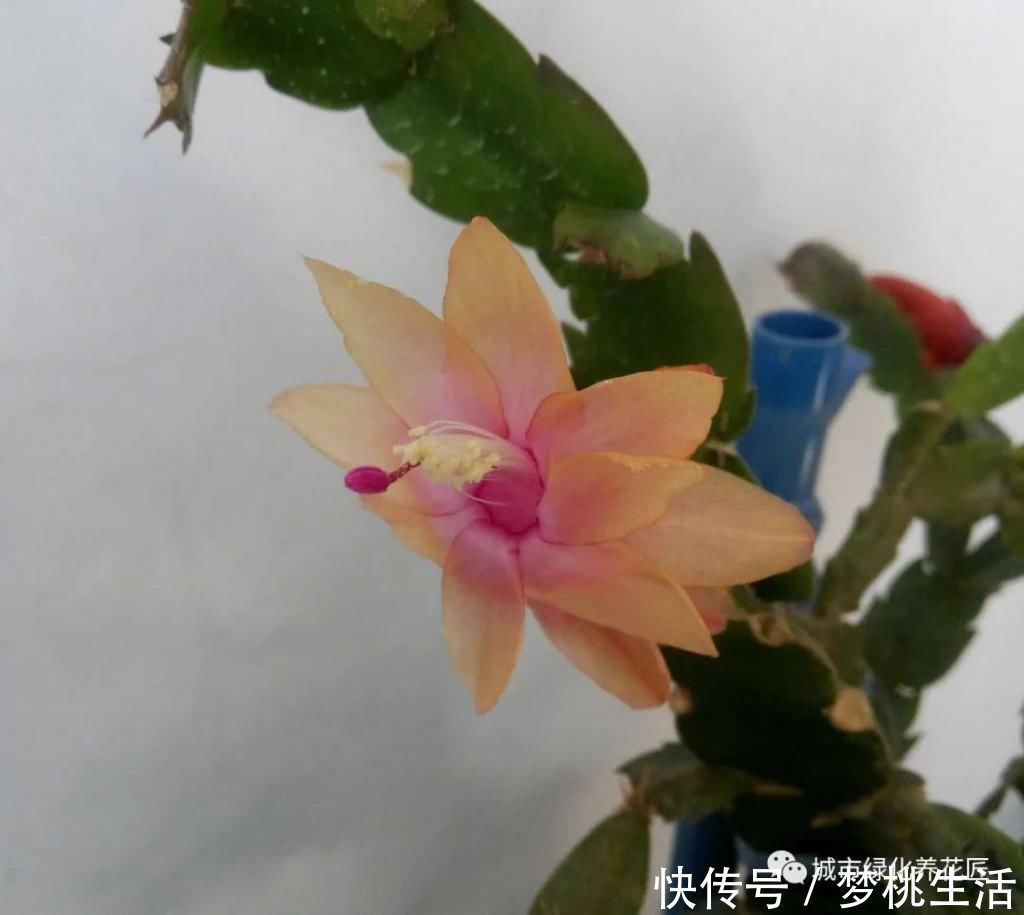 接穗|仙人掌嫁接蟹爪兰总是难愈合找错形成层,建议采用十字嫁接法