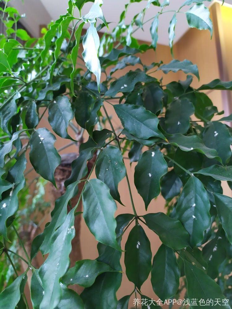 夏天养花“招虫子”6种方法存好了,安全又有效!