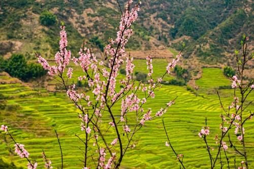 【3月1日 油菜花预告】婺源梯田油菜花马上进入最佳观赏期，万亩花海迎春开放！