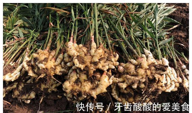 老话“生姜开花，墙倒屋塌”有道理吗？生姜为何会开花？