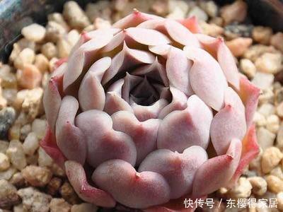 为您整理20款红色系多肉,热情奔放,总有一款是你迷恋的!