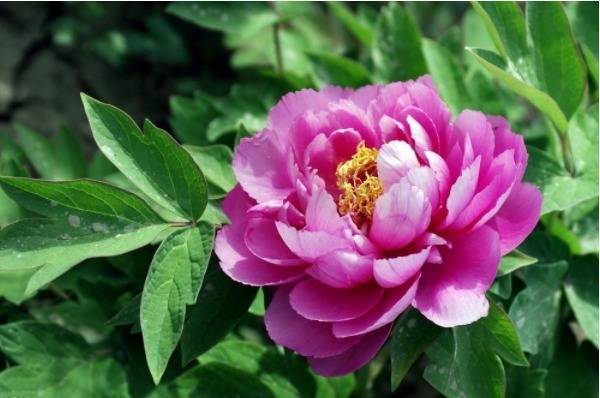 心者貌@做人别太老实,学会4招“为人处世”的金律,就没人敢欺负你!