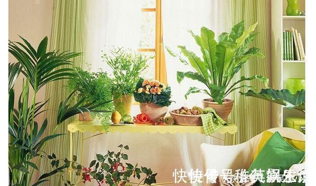 盆景|过年这些植物不要摆放在客厅，要记住了哦